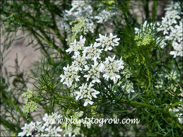 A close up of the floral umbel. The first set of 7 images where taken in the Heb Garden at Boerner Botanical Gardens.
